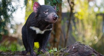 Tasmanian Devils Born in Australian Mainland After 3,000 years
