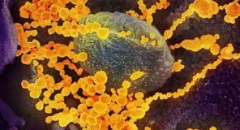 After Black and White Fungus, Now Cases of Yellow Fungus Reported In India