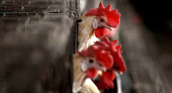 Puri District Enforces 3-Month Ban on Poultry Farming Due to Bird Flu Outbreak