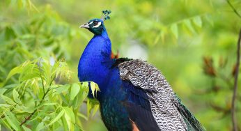 Peacock Population Booms in Pakidi Hills of Odisha