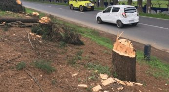 Century old Pine Trees Cut down for Road Expansion in Shillong