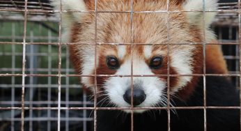 Red Panda Rescued and Released into Wild in Arunachal