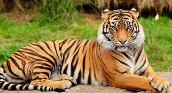 Two Royal Bengal Tigers to Be Translocated to Similipal from Maharashtra