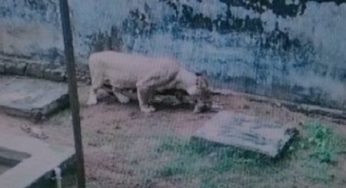 A Lioness Gives Birth to 3 Cubs at Nandankanan Zoo