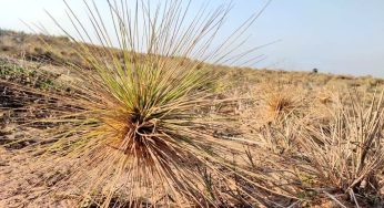 The Unsung Hero of Coastal Protection: The Vital Role of Spinifex Grass