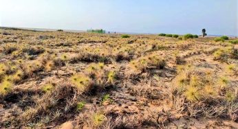Spinifex Grass, A boon To Conserve Sand Dunes in Coastal Areas