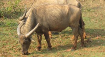 Manda Buffalo Of Koraput Gets National Recognition