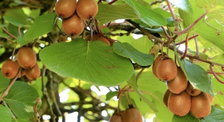 Centre Launches ₹167-Crore ‘Arunachal Kiwi Mission’ to Build Global Organic Kiwi Brand