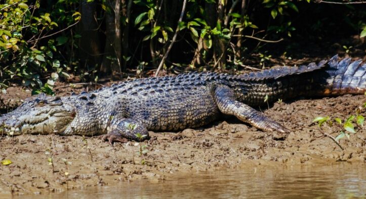 Bhitarkanika Sees Steady Growth in Crocodile Population