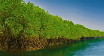 Mangrove Forests of Bhitarkanika Act as Natural Shield Against Cyclone Dana’s Fury
