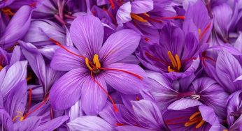 Saffron to be Cultivated in Meghalaya and Arunachal Pradesh