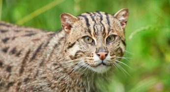 CDA to conduct Fishing Cat census in Chilika