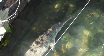 Gharial rescued from Puri Canal