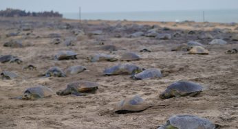 Mass nesting of Olive ridley begins in Gahirmatha, over 2.45 lakh turtles arrived on first day
