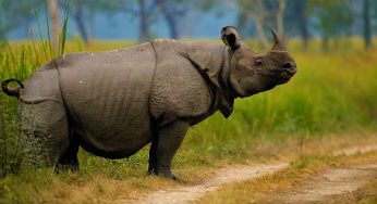 India Revises Wildlife Trade Rules After 40 Years, Raises Conservation Concerns