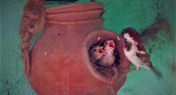 Odisha Records First-Ever House Sparrow Census; Over 83,000 Birds Counted