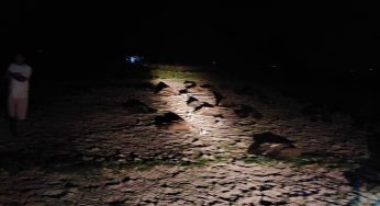 Over 100 vultures found dead at Chaygaon in Assam