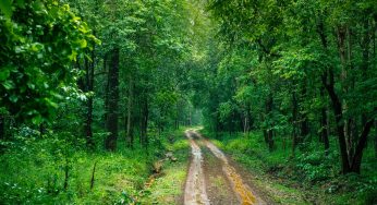 Simlipal National Park and Tiger Reserve closed from June 16