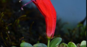 Indian lipstick plant rediscovered in Arunachal Pradesh