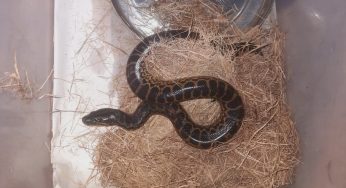 Nandankanan Zoo Welcomes Seven Yellow Anaconda Hatchlings