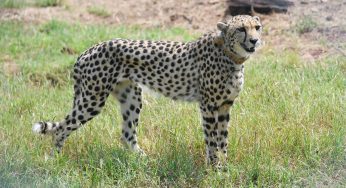 After 70 years Cheetahs reintroduced in India
