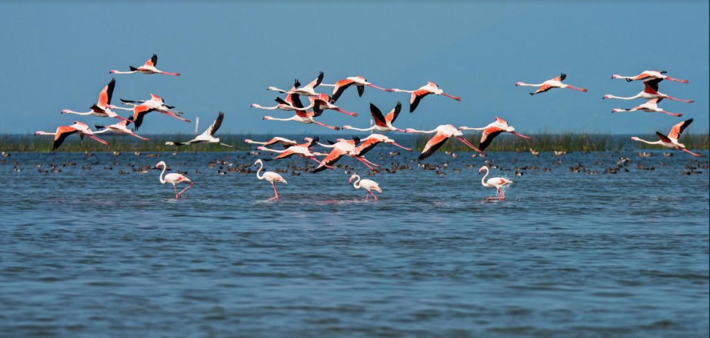 chilika