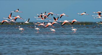 Environmentalists raise concern over Ropeway in Chilika