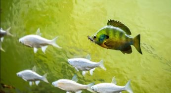 Fish Museum in Arunachal Pradesh Soon