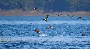 Over 3 lakh birds of 108 species recorded at Hirakud