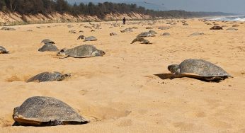 Mass Nesting of Olive Ridley Turtles Begins at Rushikulya Beach