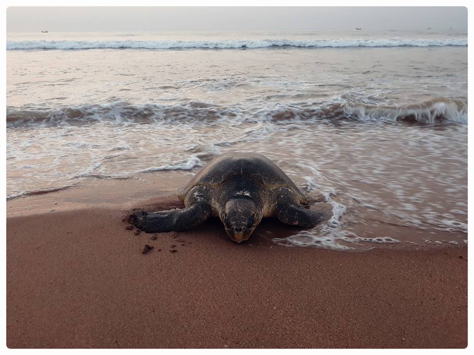 Turtle Patrol Vessel Attacked by Illegal Trawlers in Odisha's ...