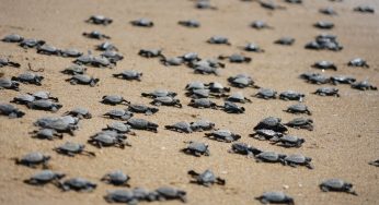 Over 1 Crore Olive Ridley turtles hatch in Odisha