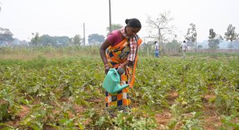 Eco-friendly farming helping tribal farmers to earn more in Sundargarh