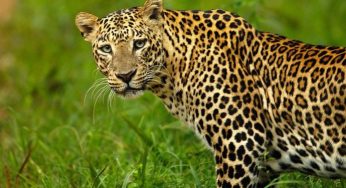 Odisha’s First Independent Leopard Census Counts 696 Big Cats