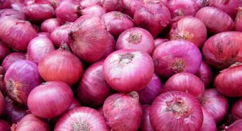 Timely Monsoon Boosts Kharif Crops: Onion, Tomato, and Potato Sowing Increases