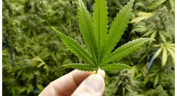 Odisha bans ganja at Shiva shrines