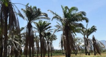 Odisha to Combat Lightning Strikes with Extensive Palm Tree Plantation