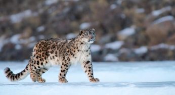 Snow Leopard Population Assessment: 718 Individuals Identified in India
