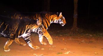 Odisha to Introduce Melanistic Tiger Safari in Baripada, Mayurbhanj