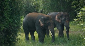 Odisha Elephant Census Reveals Stable Population with Positive Trends