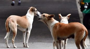 Bhubaneswar to Relaunch Dog Sterilization Programme After High Court Lifts Stay