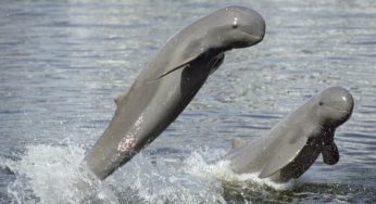 Dolphin Census Begins in Chilika Following Bird Count