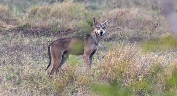 Endangered Indian Grey Wolf Spotted After Two Decades in National Chambal Sanctuary, Etawah
