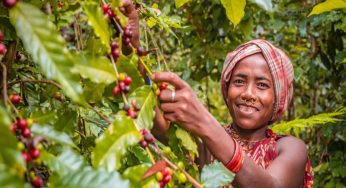 Odisha Unveils Ambitious Coffee Plantation Scheme for Sustainable Livelihoods