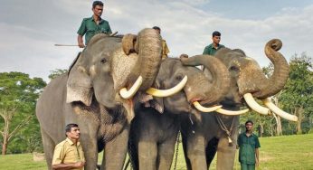 Odisha Seeks Tamil Nadu’s Assistance in Tackling Human-Elephant Conflict