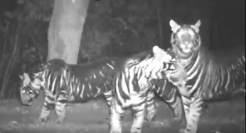 Rare Pseudo-Melanistic Tigers Captured on Camera in Odisha Forest