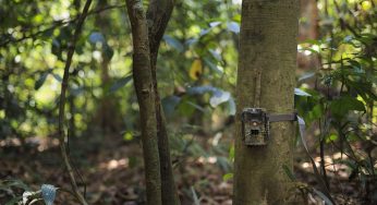 Sikkim to install Camera traps to Study Climate Change Impact on Large Mammals