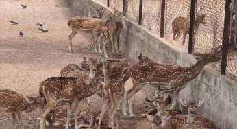 296 Deer from Cuttack Deer Park to Find New Home in Chandaka Wildlife Sanctuary