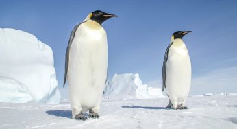 First Cases of Bird Flu Reported in Antarctic Penguin Population