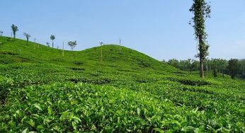Boost for Tripura’s Century-Old Tea Industry, State Govt Approves New Auction Centre